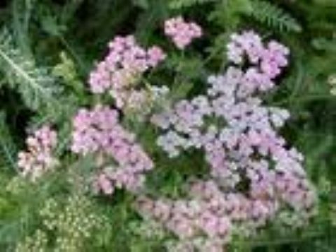  Achillea Millefolium Extract  